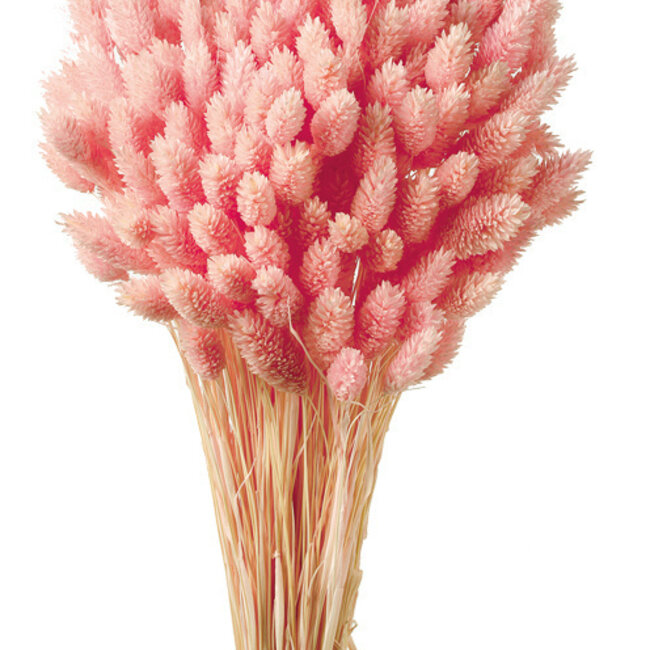 Lichtroze Phalaris droogbloemen | Lengte ± 65 centimeter | Gewicht ± 150 gram