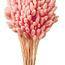 Lichtroze Phalaris droogbloemen | Lengte ± 65 centimeter | Gewicht ± 150 gram
