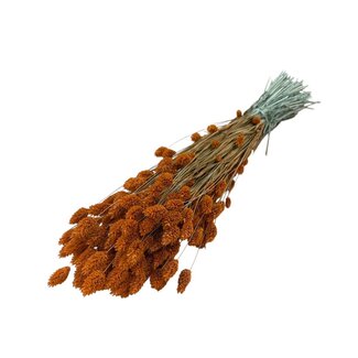 Dutch Dried Oranje Phalaris droogbloemen | Lengte ± 65 centimeter | Gewicht ± 150 gram