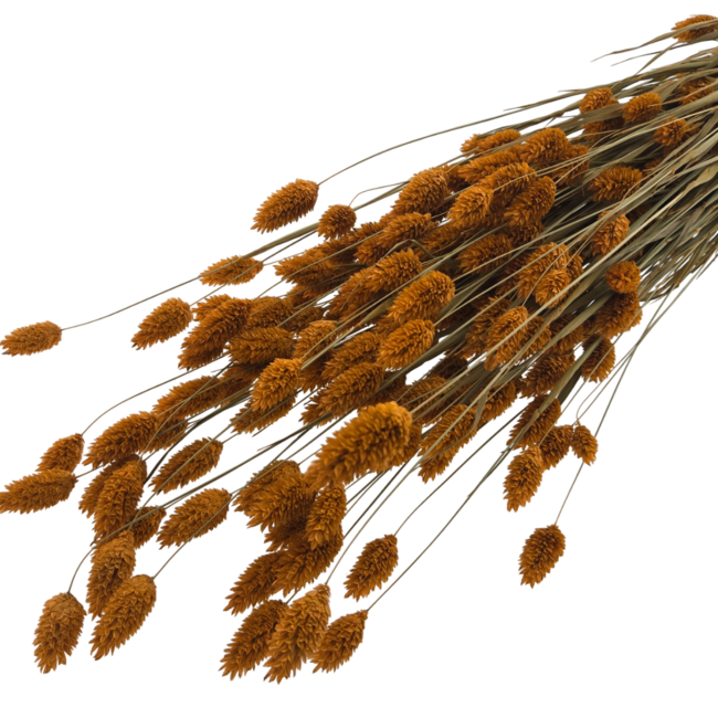 Orange Phalaris dried flowers | Length ± 65 centimetres | Weight ± 150 grams