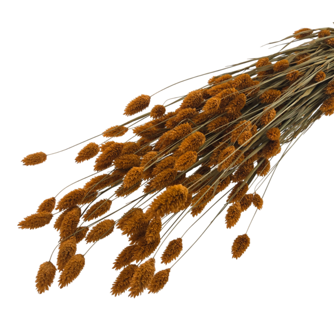 Orange Phalaris dried flowers | Length ± 65 centimetres | Weight ± 150 grams
