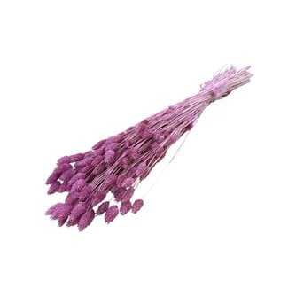 Casa Alegria Dark pink Phalaris dried flowers | Length ± 65 centimetres | Weight ± 150 grams