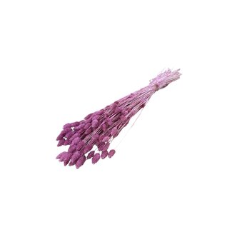 Casa Alegria Dunkelrosa Phalaris Trockenblumen | Länge ± 65 Zentimeter | Gewicht ± 150 Gramm