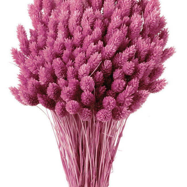Dunkelrosa Phalaris Trockenblumen | Länge ± 65 Zentimeter | Gewicht ± 150 Gramm