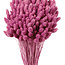 Phalaris séchées rose foncé | Longueur ± 65 centimètres | Poids ± 150 grammes