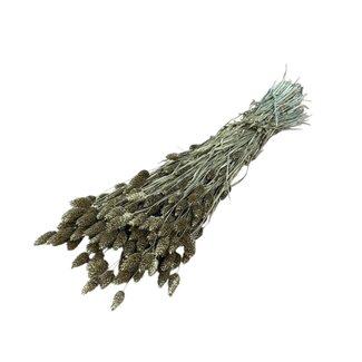 Dutch Dried Goldene Phalaris Trockenblumen | Länge ± 65 Zentimeter | Gewicht ± 150 Gramm
