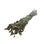Goudkleurige Phalaris droogbloemen | Lengte ± 65 centimeter | Gewicht ± 150 gram