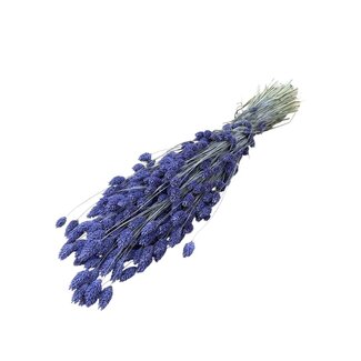 Dutch Dried Milka lila Phalaris Trockenblumen | Länge ± 65 Zentimeter | Gewicht ± 150 Gramm