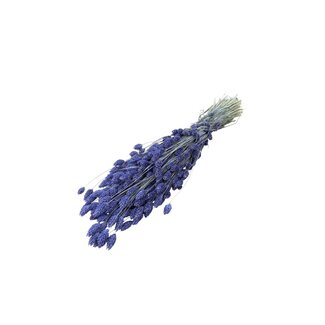 Dutch Dried Milka purple Phalaris dried flowers | Length ± 65 centimetres | Weight ± 150 grams