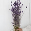 Milka paarse Phalaris droogbloemen | Lengte ± 65 centimeter | Gewicht ± 150 gram
