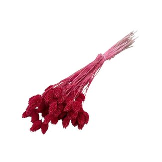 Dutch Dried Phalaris séchées couleur corail | Longueur ± 65 centimètres | Poids ± 150 grammes