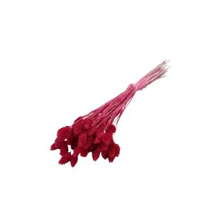 Dutch Dried Korallenfarbene Phalaris Trockenblumen | Länge ± 65 Zentimeter | Gewicht ± 150 Gramm