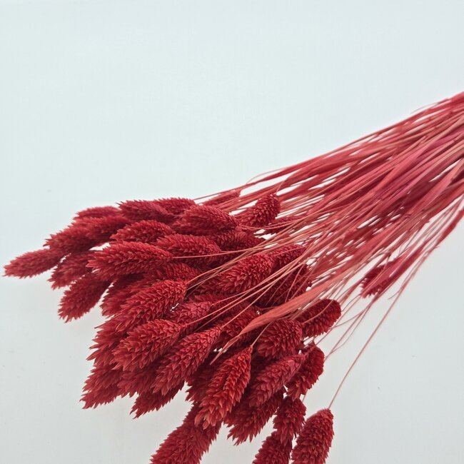 Koraalkleurige Phalaris droogbloemen | Lengte ± 65 centimeter | Gewicht ± 150 gram