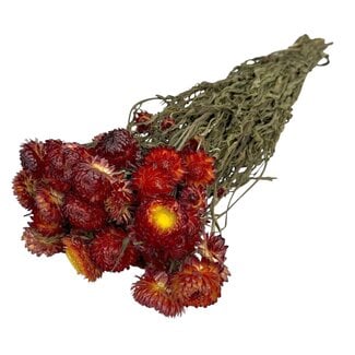 Dutch Dried Helichrysum rouge - Immortelle fleurs séchées | Longueur ± 55 centimètres | Poids ± 75 grammes