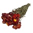 Rode Helichrysum - Strobloem droogbloemen| Lengte ± 55 centimeter | Gewicht ± 75 gram