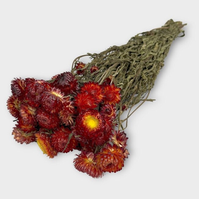 Rode Helichrysum - Strobloem droogbloemen| Lengte ± 55 centimeter | Gewicht ± 75 gram
