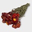 Rode Helichrysum - Strobloem droogbloemen| Lengte ± 55 centimeter | Gewicht ± 75 gram