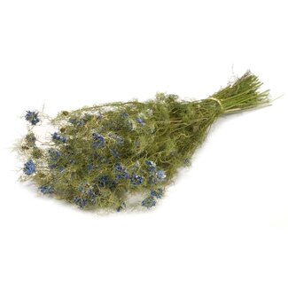 Dutch Dried Naturel blauwe Nigella Flower droogbloemen | Lengte ± 60 centimeter | Gewicht ± 100 gram