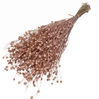 Dutch Dried Zalmkleurige Linum - Vlas droogbloemen | Lengte ± 55 centimeter | Gewicht ± 150 gram