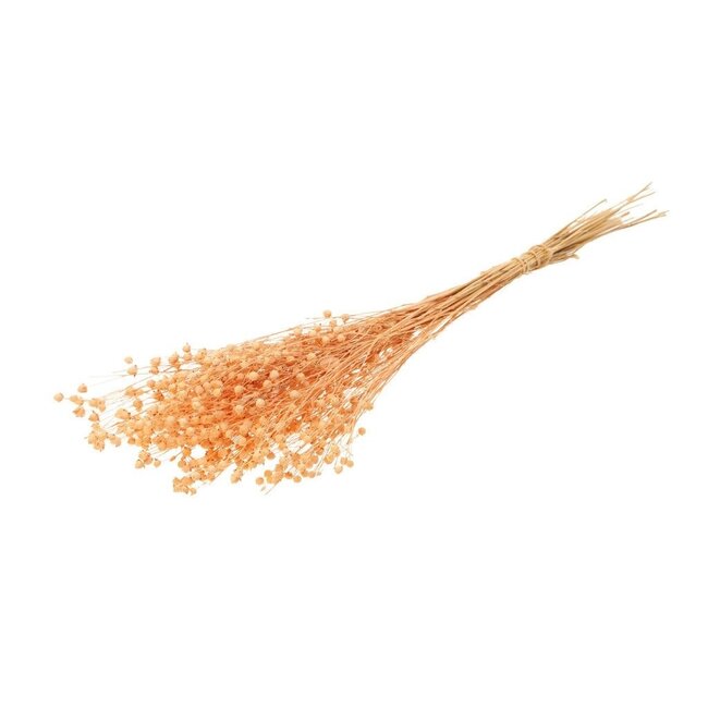 Zalmkleurige Linum - Vlas droogbloemen | Lengte ± 55 centimeter | Gewicht ± 150 gram
