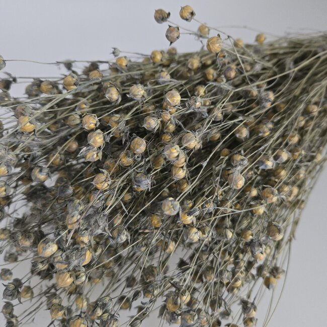 Grey Misty Linum - Flax dried flowers | Length ± 55 centimetres | Weight ± 150 grams