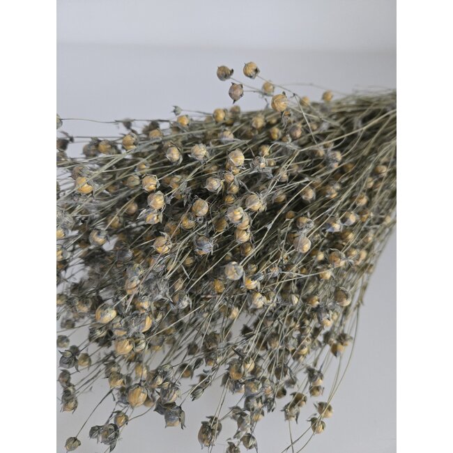 Grey Misty Linum - Flax dried flowers | Length ± 55 centimetres | Weight ± 150 grams