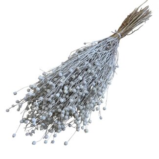 Dutch Dried White Misty Linum - Flax dried flowers | Length ± 55 centimetres | Weight ± 150 grams
