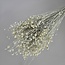 White Misty Linum - Vlas droogbloemen | Lengte ± 55 centimeter | Gewicht ± 150 gram