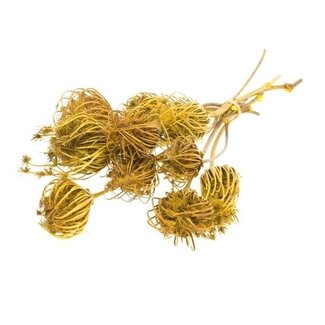 Dutch Dried Gele Ammi Majus droogbloemen | Lengte ± 70 centimeter | Per 10 takken