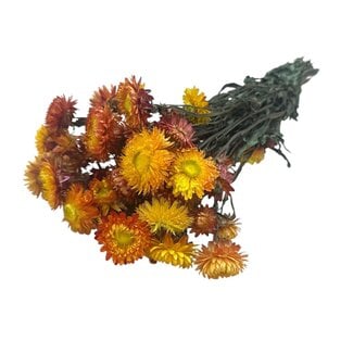 Dutch Dried Hélichrysum orange - Immortelle fleurs séchées | Longueur ± 55 centimètres | Poids ± 75 grammes