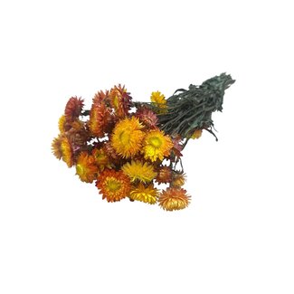 Dutch Dried Oranje Helichrysum - Strobloem droogbloemen| Lengte ± 55 centimeter | Gewicht ± 75 gram