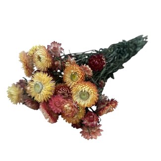 Dutch Dried Lachsfarbene Helichrysum - Strohblume Trockenblumen | Länge ± 55 Zentimeter | Gewicht ± 75 Gramm