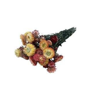 Dutch Dried Helichrysum saumon - Immortelle fleurs séchées | Longueur ± 55 centimètres | Poids ± 75 grammes