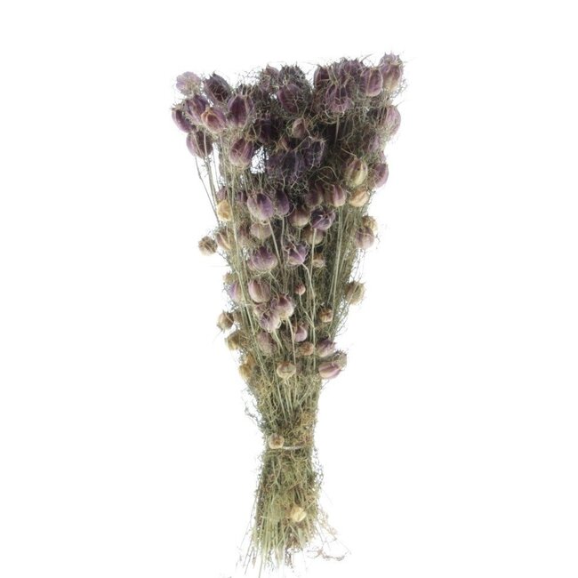 Natürlich grün-violette Nigella Black Pod Trockenblumen | Länge ± 50 Zentimeter | Gewicht ± 100 Gramm