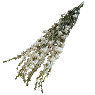 Dutch Dried Natural White Delphinium - Larkspur dried flowers | Length ± 70 centimetres | Weight ± 100 grams