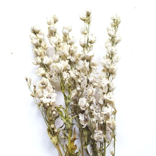 Natürliche Weiße Delphinium - Rittersporn Trockenblumen | Länge ± 70 Zentimeter | Gewicht ± 100 Gramm