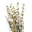 Naturel Witte Delphinium - Ridderspoor droogbloemen  | Lengte ± 70 centimeter | Gewicht ± 100 gram