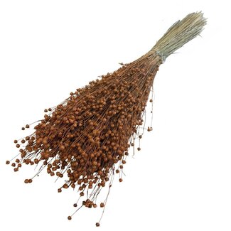 Dutch Dried Oranje Linum - Vlas droogbloemen | Lengte ± 55 centimeter | Gewicht ± 150 gram