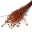 Orange Linum - Flax dried flowers | Length ± 55 centimetres | Weight ± 150 grams