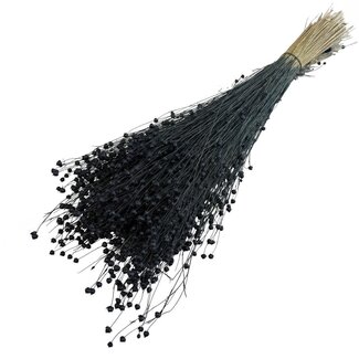 Dutch Dried Zwarte Linum - Vlas droogbloemen | Lengte ± 55 centimeter | Gewicht ± 150 gram