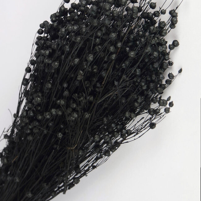 Linum noir - Fleurs séchées de lin | Longueur ± 55 centimètres | Poids ± 150 grammes