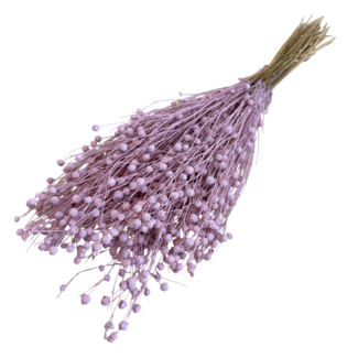 Dutch Dried Pink Linum - Flax dried flowers | Length ± 55 centimetres | Weight ± 150 grams
