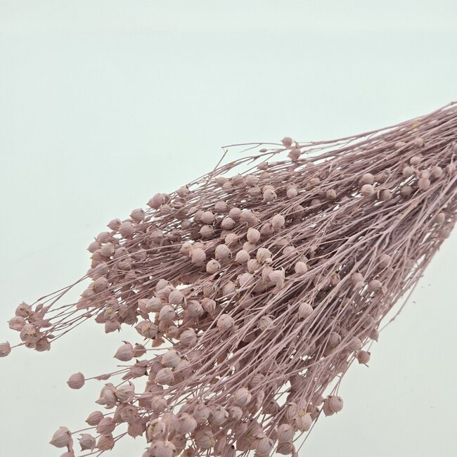 Roze Linum - Vlas droogbloemen | Lengte ± 55 centimeter | Gewicht ± 150 gram