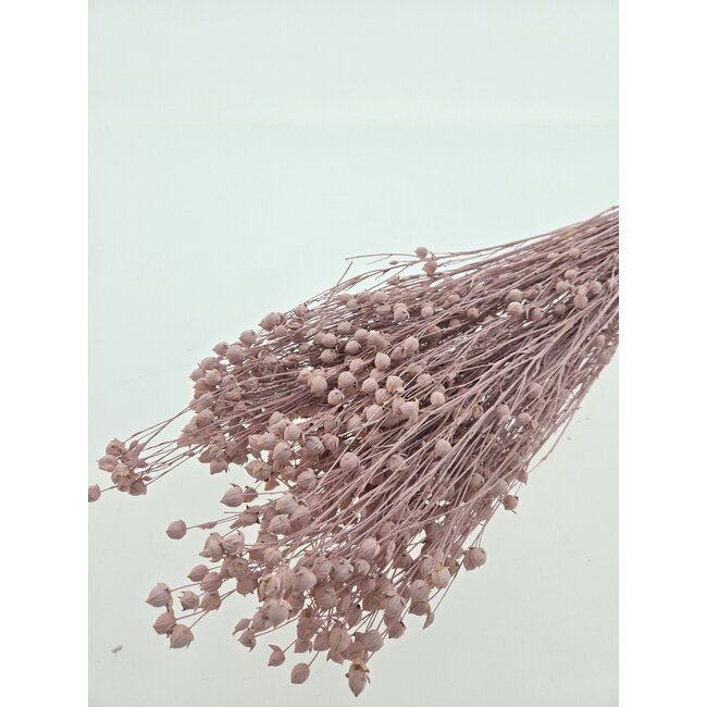 Roze Linum - Vlas droogbloemen | Lengte ± 55 centimeter | Gewicht ± 150 gram