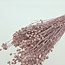 Roze Linum - Vlas droogbloemen | Lengte ± 55 centimeter | Gewicht ± 150 gram
