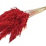 Red dried Pampas plumes | Length ± 70 centimetres | Per 10 stems