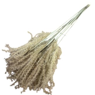 Dutch Dried Herbe Stypa Naturelle fleurs séchées | Longueur ± 55 centimètres | Par 10 plumeaux