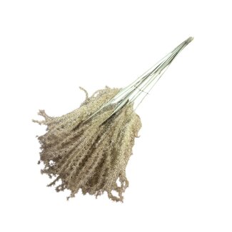 Dutch Dried Herbe Stypa Naturelle fleurs séchées | Longueur ± 55 centimètres | Par 10 plumeaux