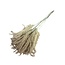 Natural Stypa Grass dried flowers | Length ± 55 centimetres | Per 10 plumes