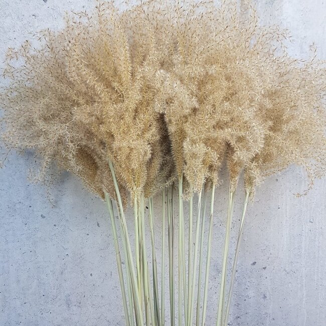 Natural Stypa Grass dried flowers | Length ± 55 centimetres | Per 10 plumes